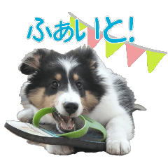 Cute 41 Shelties sticker2