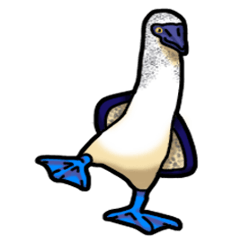 Blue-Footed Booby and everyday Japanese