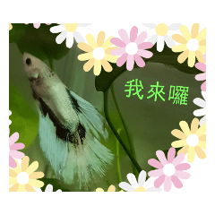 日常慣用語鬥魚篇