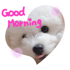 kawaii _dog_2019