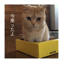 ishigeanimals1