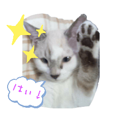 Cats_20191006220301