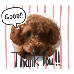 TOMMY_20191006231350