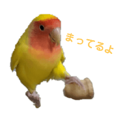 toritori_birds!