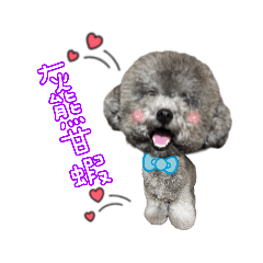 灰貴賓boss 日常❤