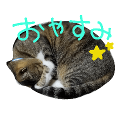 chie_t