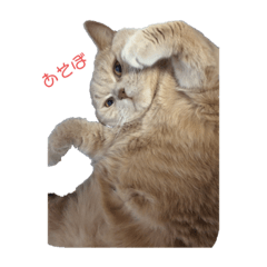 Y.T_20191007063523