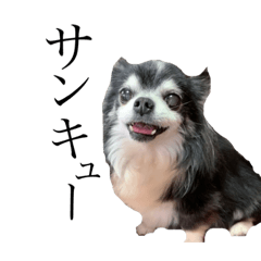 Chihuahua, jack