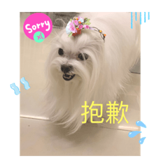 Alice 搞笑貼圖