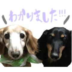 coo&chip