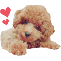 maron_20191007225713
