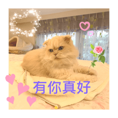 Mini 可愛阿咪