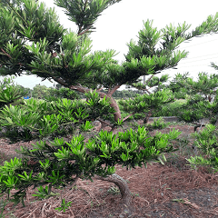 Elegant Broad-leaved Podocarpus