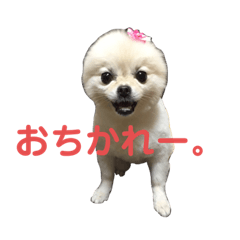 pomeranian-shushu.