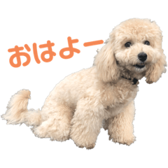 dog_kinako