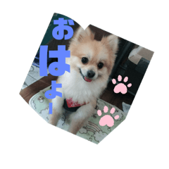 pomechan0511