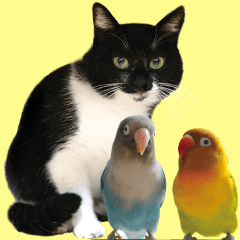 鳥&猫スタンプ第2弾 ほっこり日常会話