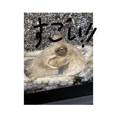 melon_20191008183111