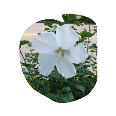 white flower red yellow pink picture