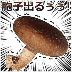 Shiitake mushrooms 2