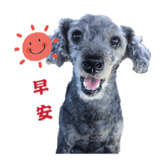 林爸的旺旺喵喵