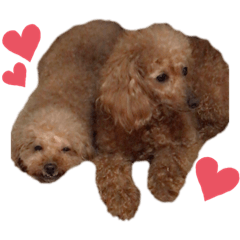 maron_20191009003330