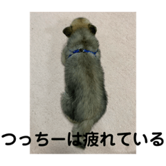 Tanuki_20191008144620