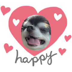 Chihuahua Saku-chan