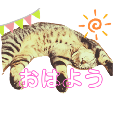 neko'ss3