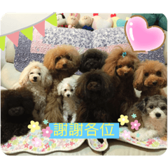 Happy dog dog family