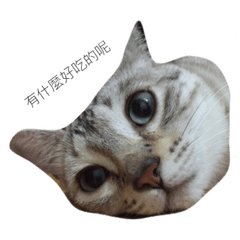 貓貓咪咪貓咪咪