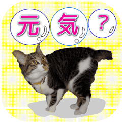 Moving cat for family contact sticker