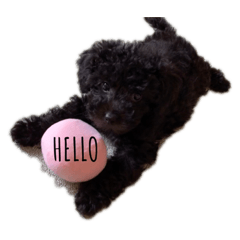 Tiffany TanTan Black toypoodle puppy