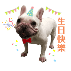 French Bulldog Ponyo_20191015HBD