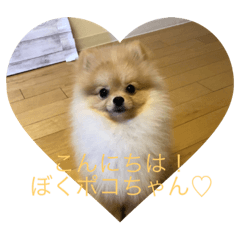 YN_poco