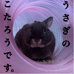 Rabbit name is KOTAROU