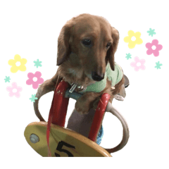 Dak of Miniature Dachshund
