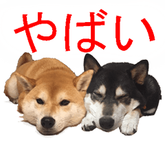 TALKING SHIBA-INU Everyday conversation3