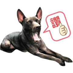 呆丸汪汪2