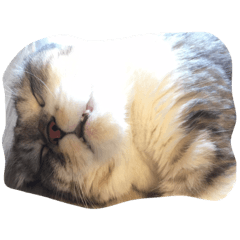sleeping cat - pound