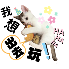 白貓生活日常