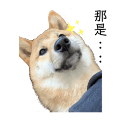 Owen is my dog