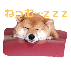 柴犬散歩拒否 ブサイク顔がかわいい犬動画 35 動物がかわいいyoutube動画はここだ