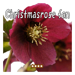 Christmasrose fun