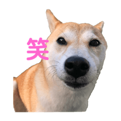 Suzu_20191011034039