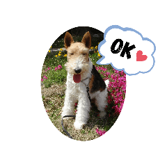 marron wirefoxterrier2