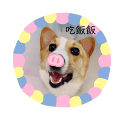 有隻柯基叫布丁