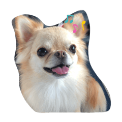 ponzu2019Chihuahua
