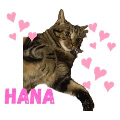 hanacyokost