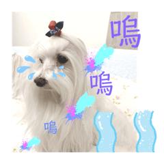 超酷Alice